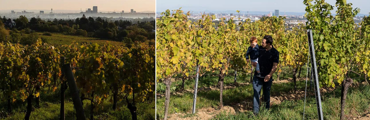 Weingüter / Bio Weingut Zahel