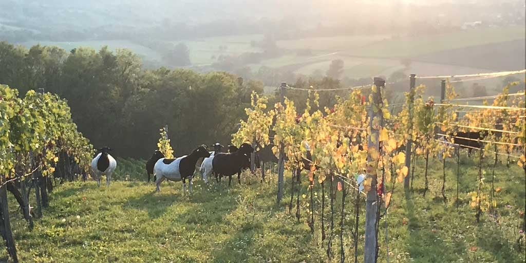 Ist Welschriesling ein Riesling? – Unterschiede & Herkunft einfach erklärt