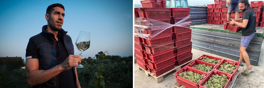 Weingüter / Stevan Karic