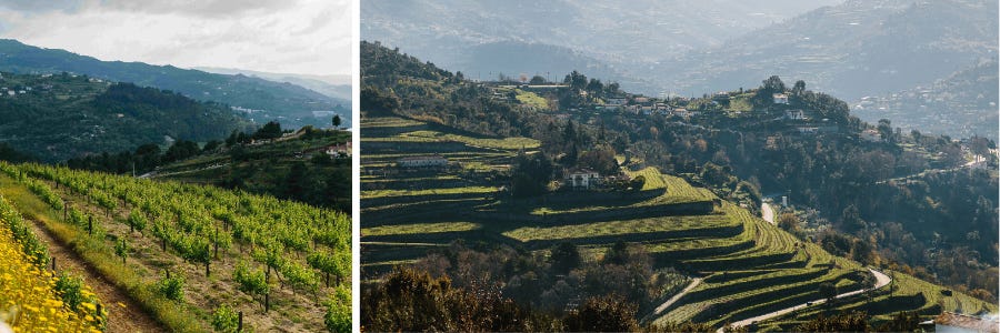 Weingüter / Quinta de Santa Teresa