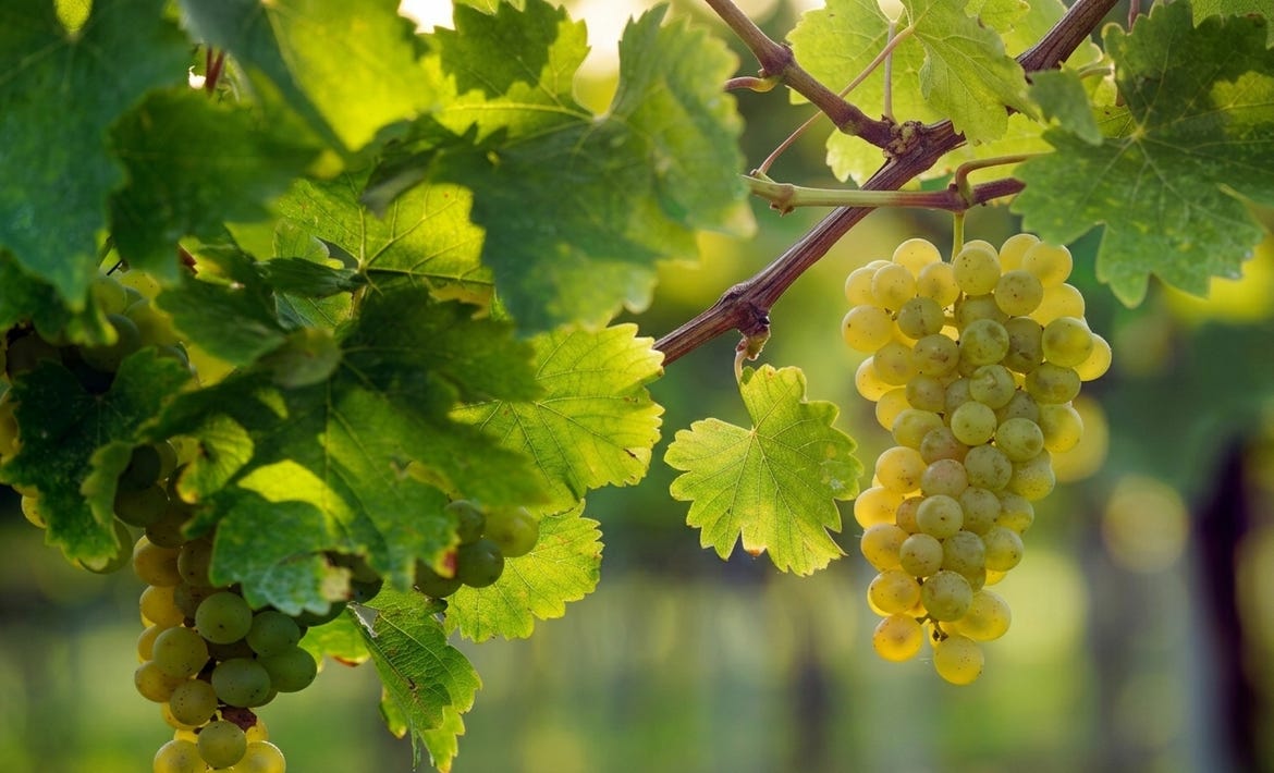 Sauvignon Blanc – Geschmack, Herkunft und was ihn so beliebt macht