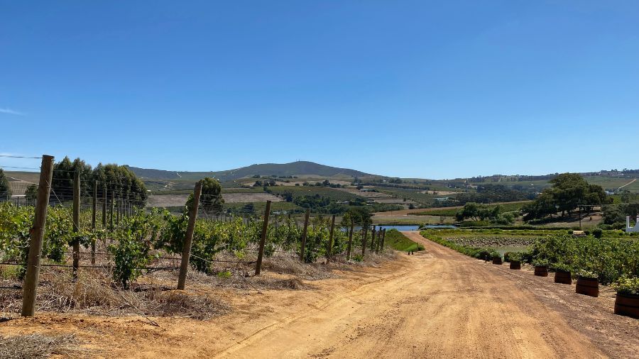 La regione vinicola di Stellenbosch