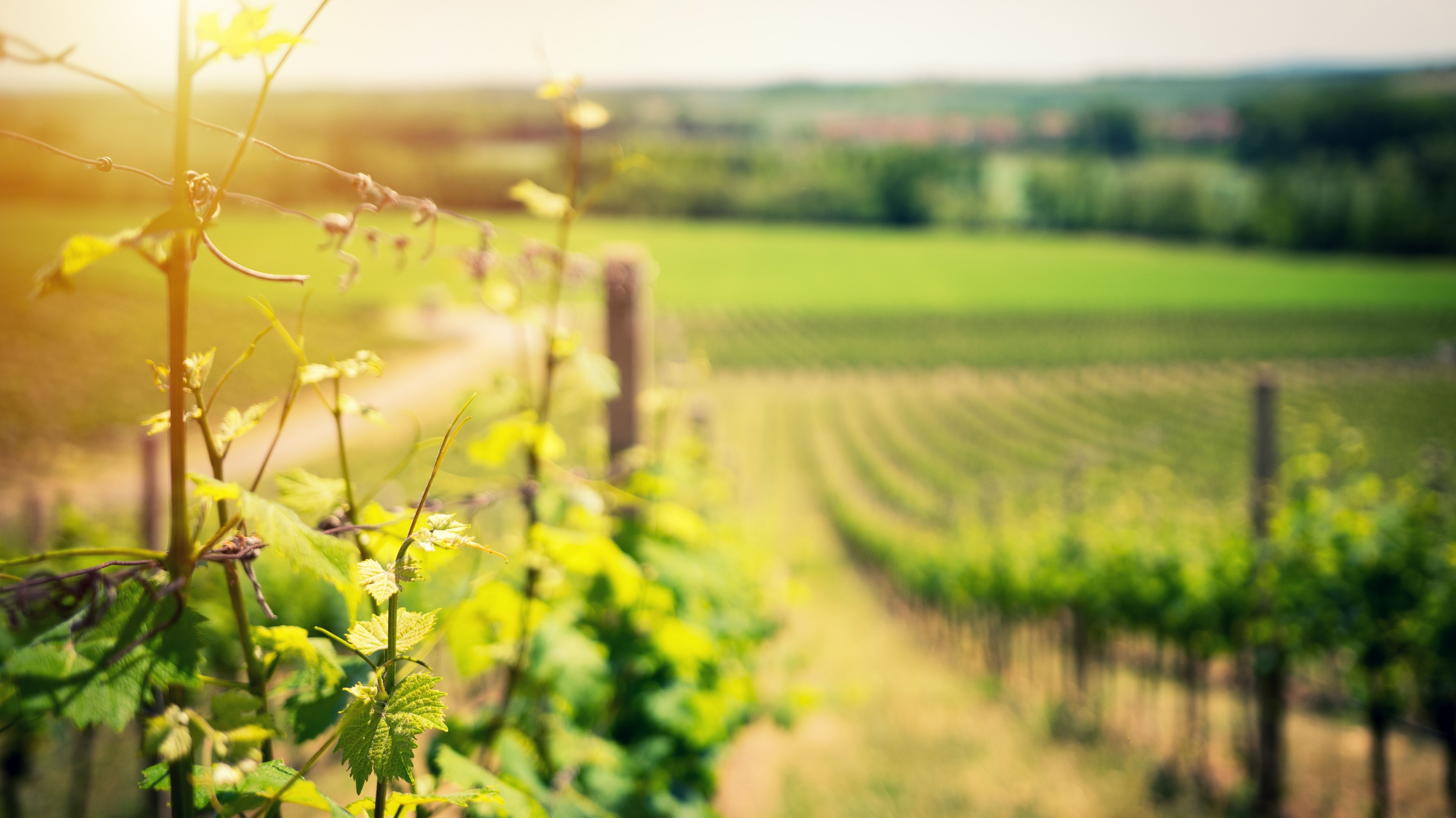 Die 13 Weinbaugebiete Deutschlands - von Mosel bis Pfalz