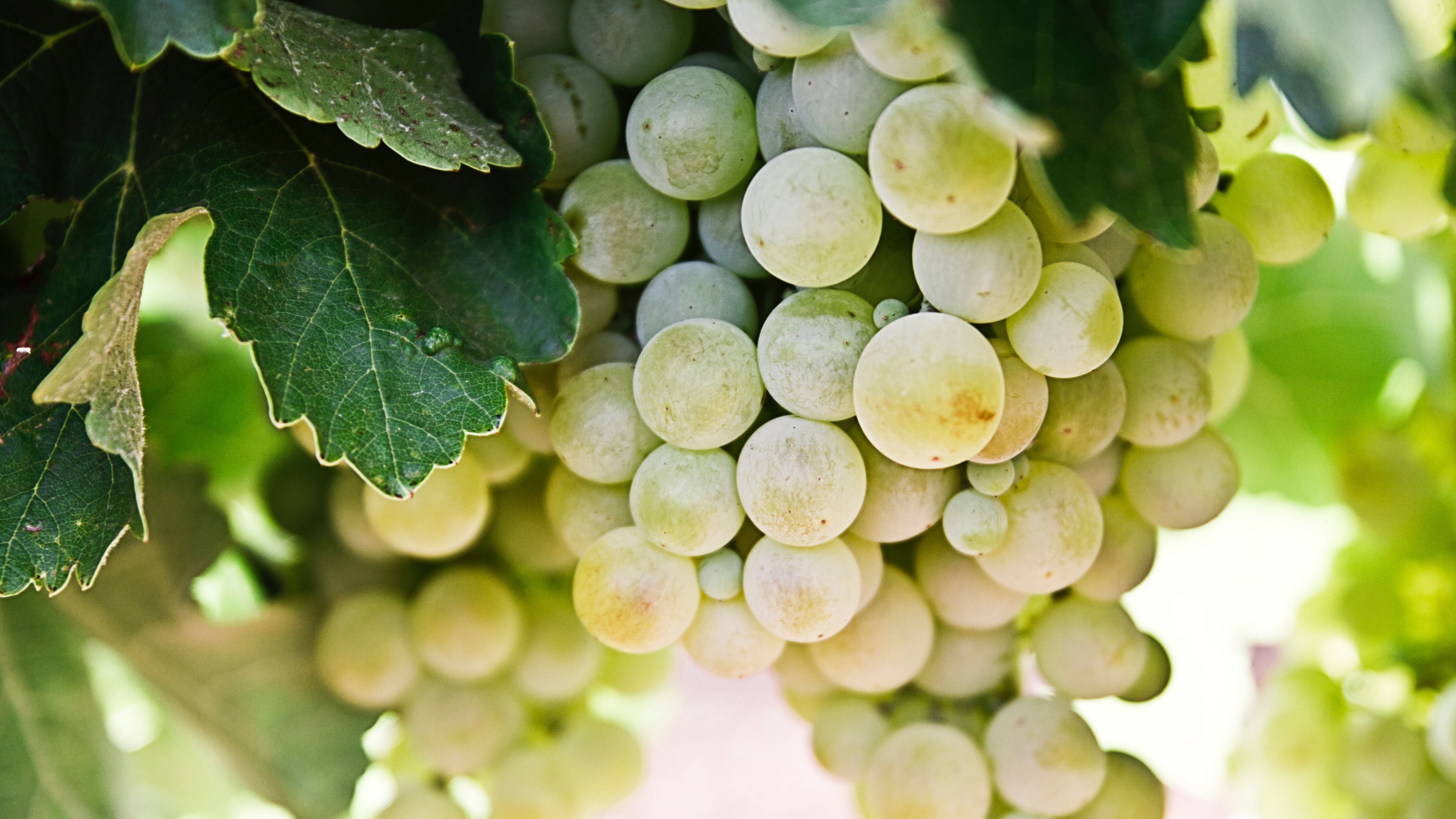 Warum sind Weintrauben gesund?