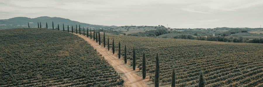 Wein / Länder / Italien