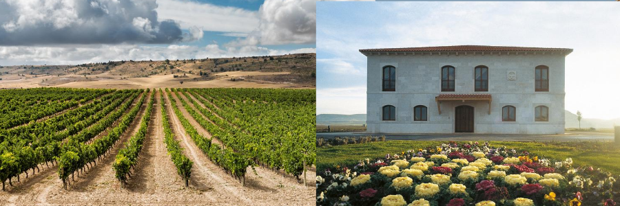 Weingüter / Bodegas Peñafiel