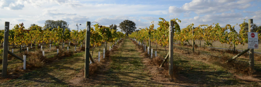 Weingüter / Cantine Bove