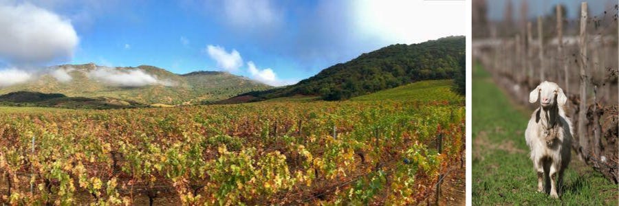 Weingüter / Casa Lapostolle