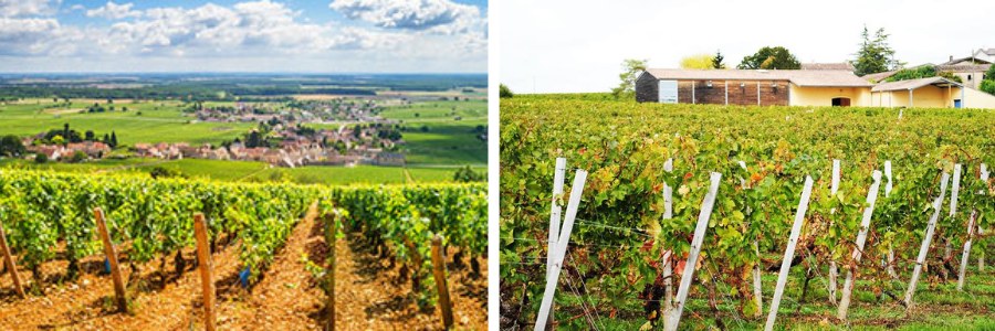 Weingüter / Château Clos de Boüard