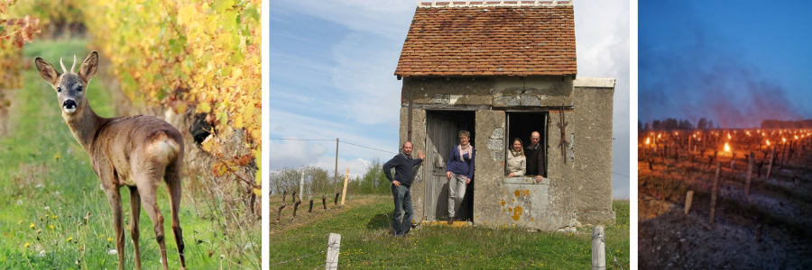 Weingüter / Chateau de Quincay