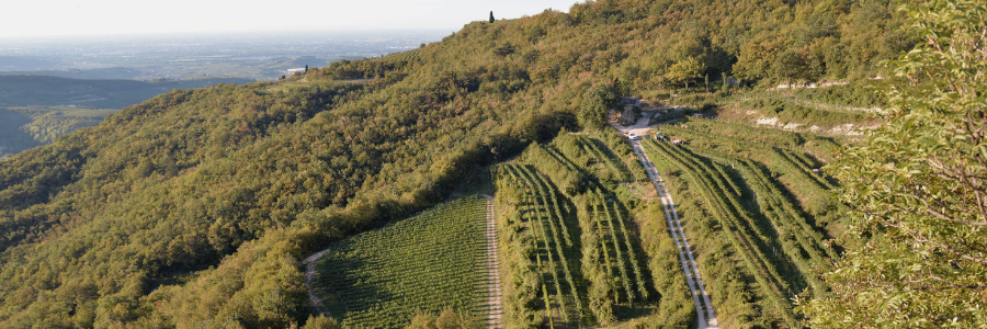 Weingüter / Fidora