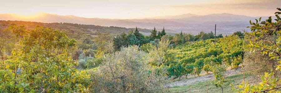 Weingüter / La Casella