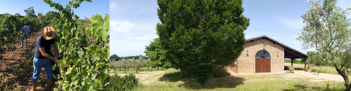 Weingüter / Ronci di Nepi