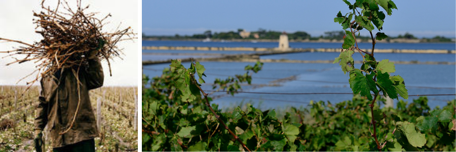 Weingüter / Sibiliana Vini