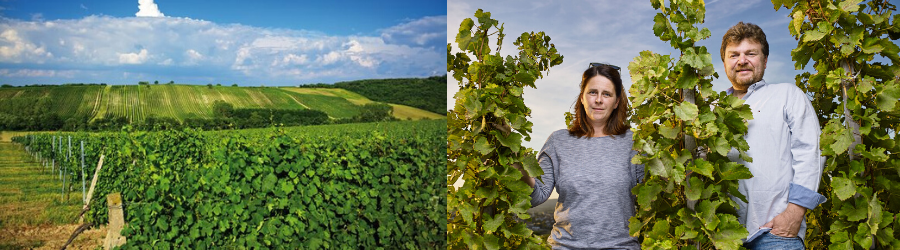 Weingüter / Weingut Gesellmann