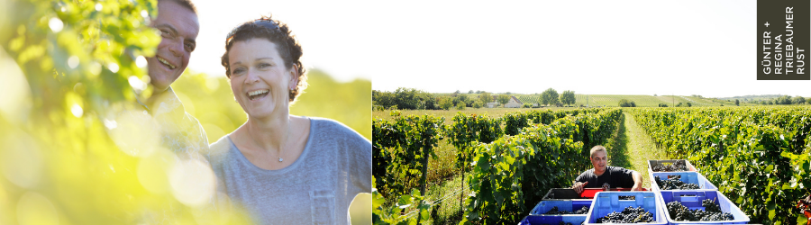 Weingüter / Weingut Günter u. Regina Triebaumer