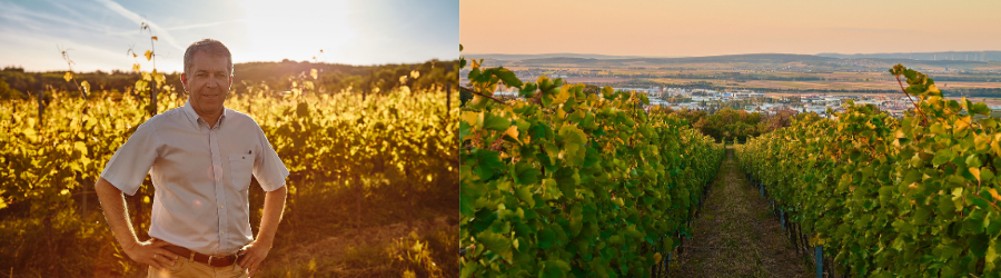 Weingüter / Weingut Tinhof