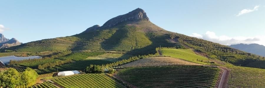 Wein / Länder / Südafrika