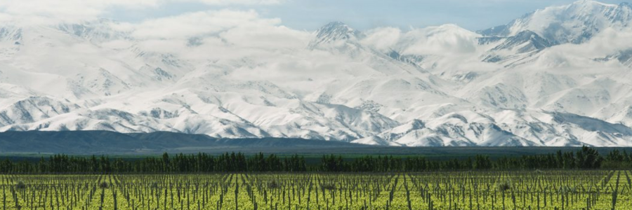 Weingüter / Terrazas de los Andes