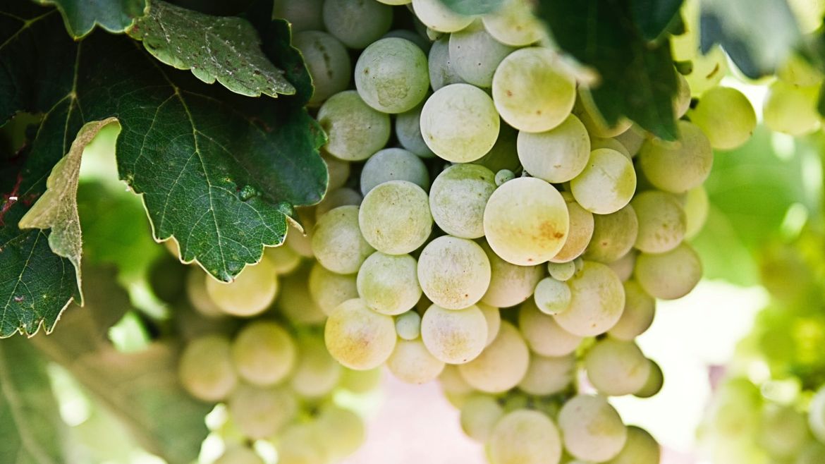 Why Are Grapes Healthy?